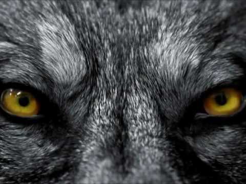 http://www.amazon.com/dp/B0077F0DFI The Wolf&#039;s Moon by Patrick Jones Book Trailer 02212013